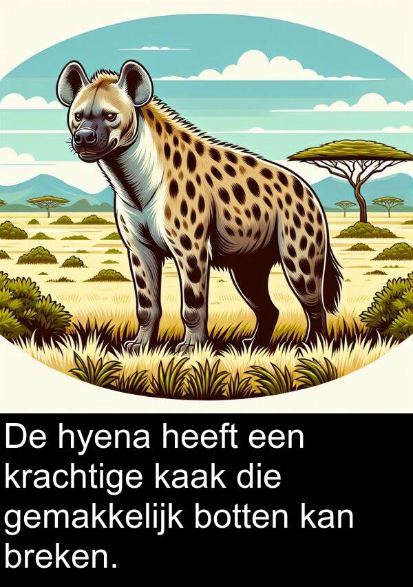 kaak: De hyena heeft een krachtige kaak die gemakkelijk botten kan breken.