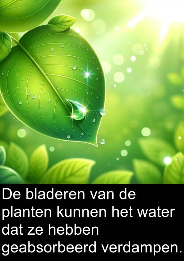 verdampen: De bladeren van de planten kunnen het water dat ze hebben geabsorbeerd verdampen.