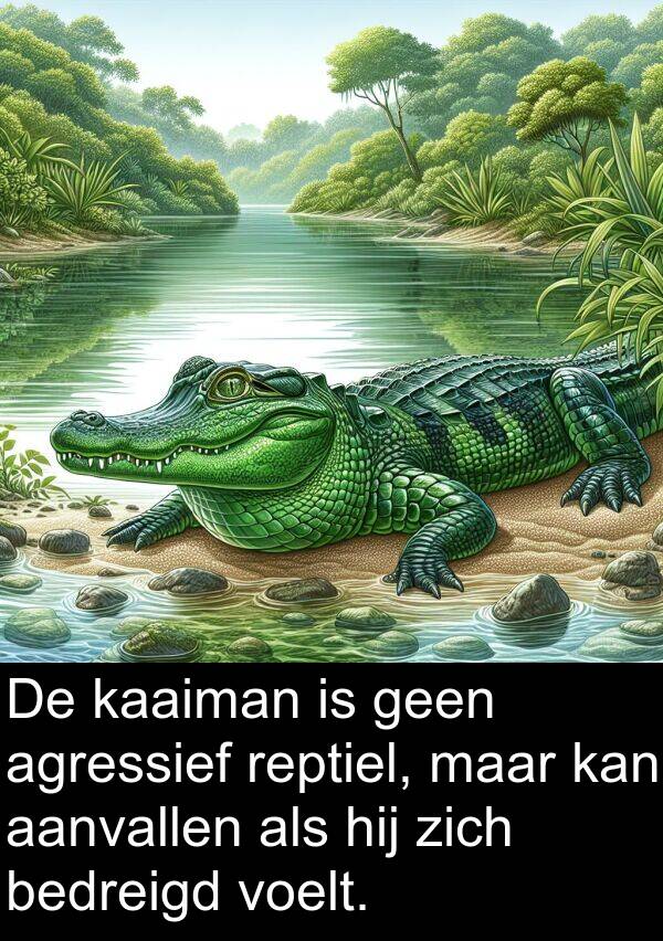 geen: De kaaiman is geen agressief reptiel, maar kan aanvallen als hij zich bedreigd voelt.