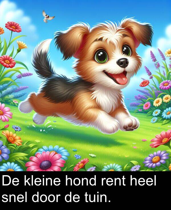 kleine: De kleine hond rent heel snel door de tuin.