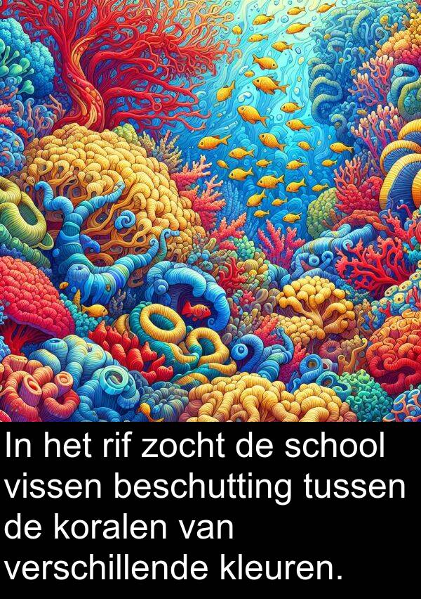 zocht: In het rif zocht de school vissen beschutting tussen de koralen van verschillende kleuren.