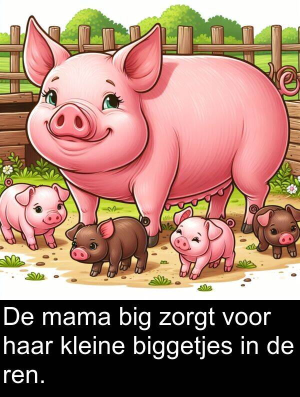 zorgt: De mama big zorgt voor haar kleine biggetjes in de ren.