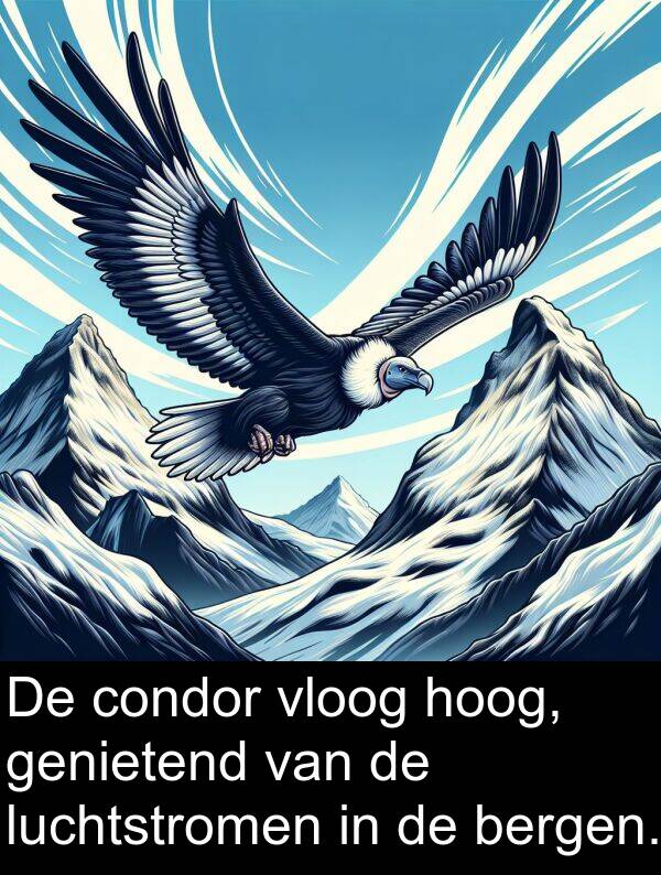 vloog: De condor vloog hoog, genietend van de luchtstromen in de bergen.