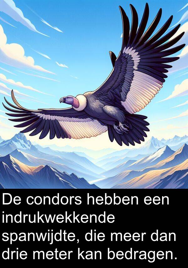 dan: De condors hebben een indrukwekkende spanwijdte, die meer dan drie meter kan bedragen.