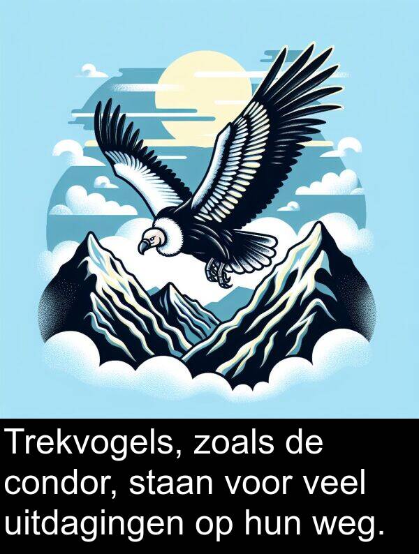 uitdagingen: Trekvogels, zoals de condor, staan voor veel uitdagingen op hun weg.