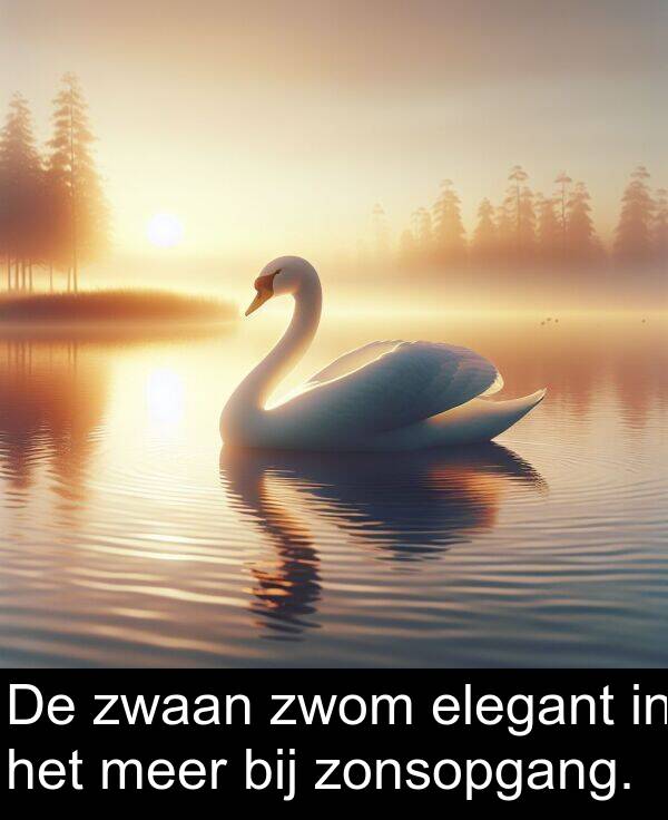 elegant: De zwaan zwom elegant in het meer bij zonsopgang.