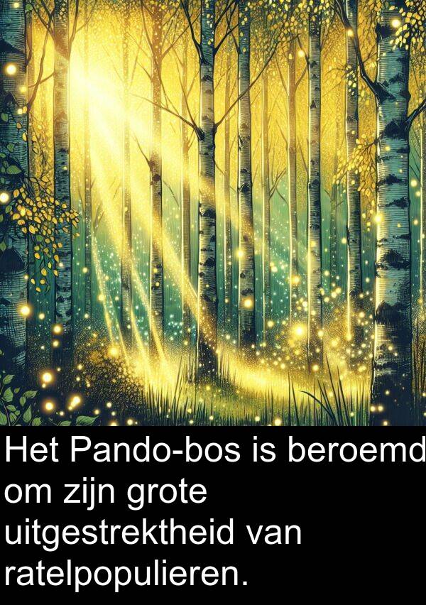 uitgestrektheid: Het Pando-bos is beroemd om zijn grote uitgestrektheid van ratelpopulieren.