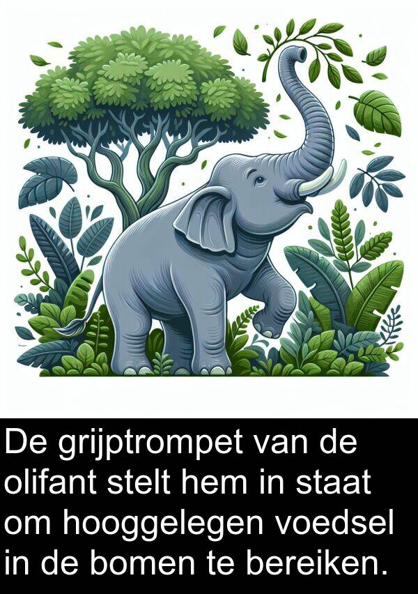 olifant: De grijptrompet van de olifant stelt hem in staat om hooggelegen voedsel in de bomen te bereiken.