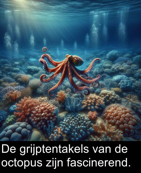 fascinerend: De grijptentakels van de octopus zijn fascinerend.