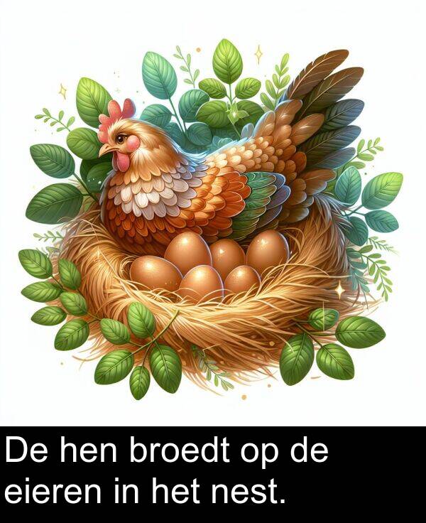 eieren: De hen broedt op de eieren in het nest.