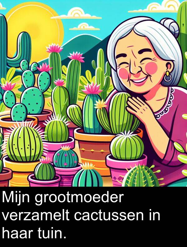 cactussen: Mijn grootmoeder verzamelt cactussen in haar tuin.