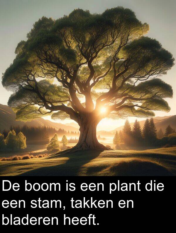 takken: De boom is een plant die een stam, takken en bladeren heeft.