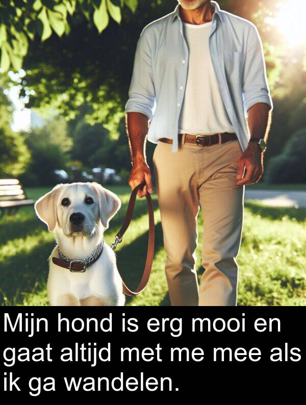 wandelen: Mijn hond is erg mooi en gaat altijd met me mee als ik ga wandelen.