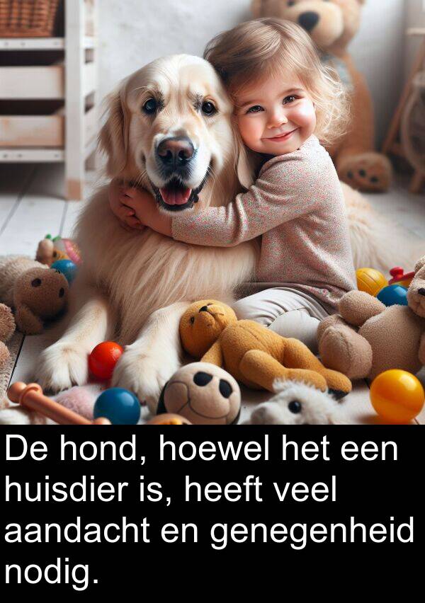 aandacht: De hond, hoewel het een huisdier is, heeft veel aandacht en genegenheid nodig.