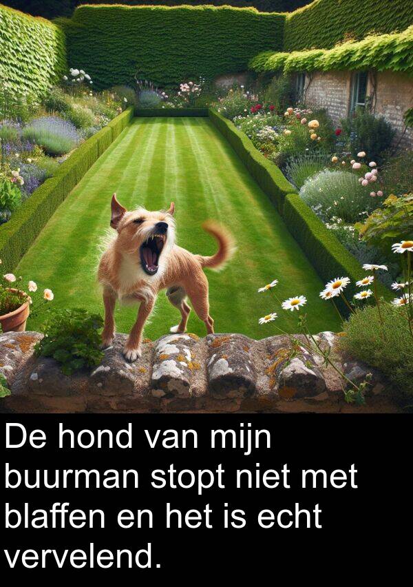 echt: De hond van mijn buurman stopt niet met blaffen en het is echt vervelend.