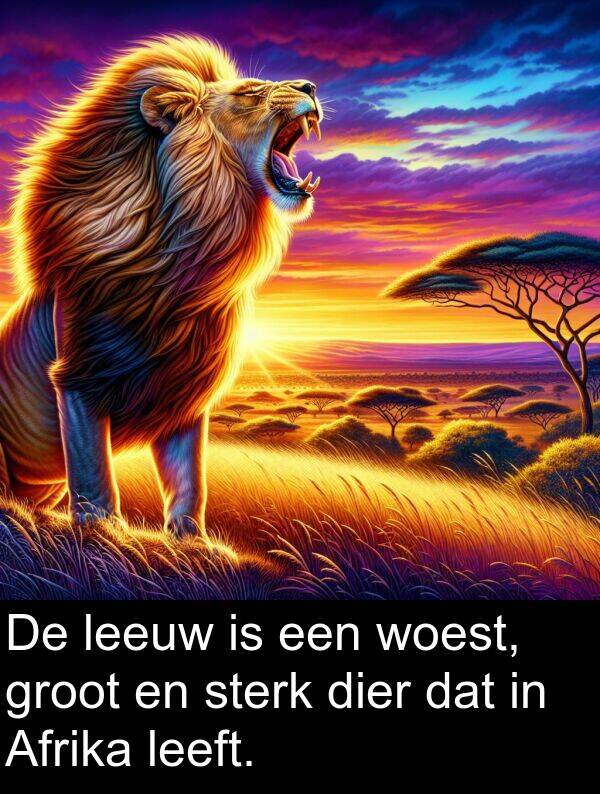 leeuw: De leeuw is een woest, groot en sterk dier dat in Afrika leeft.