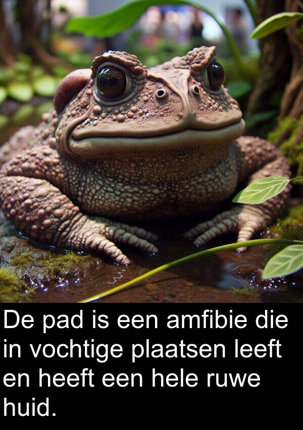 plaatsen: De pad is een amfibie die in vochtige plaatsen leeft en heeft een hele ruwe huid.