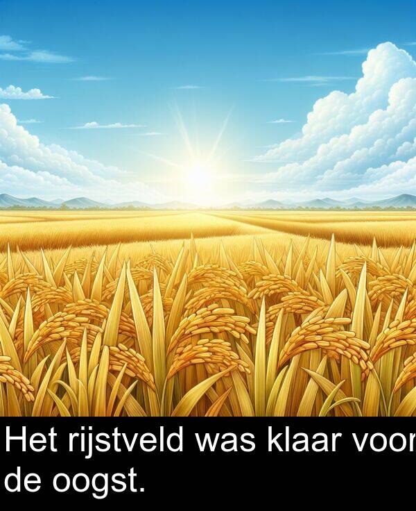 was: Het rijstveld was klaar voor de oogst.