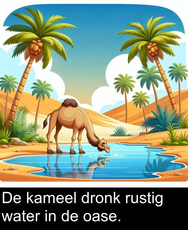 kameel: De kameel dronk rustig water in de oase.