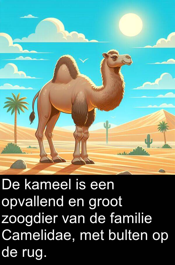 kameel: De kameel is een opvallend en groot zoogdier van de familie Camelidae, met bulten op de rug.