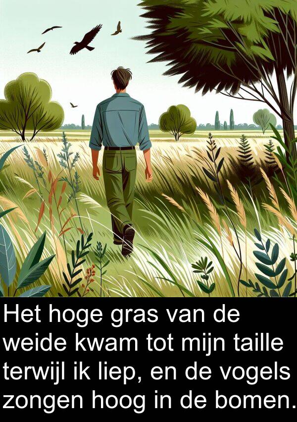 taille: Het hoge gras van de weide kwam tot mijn taille terwijl ik liep, en de vogels zongen hoog in de bomen.