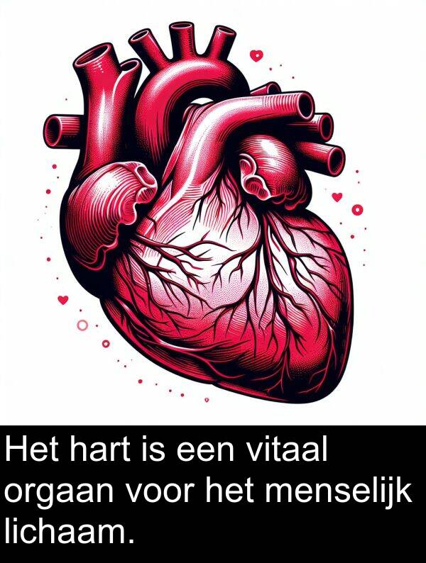 hart: Het hart is een vitaal orgaan voor het menselijk lichaam.