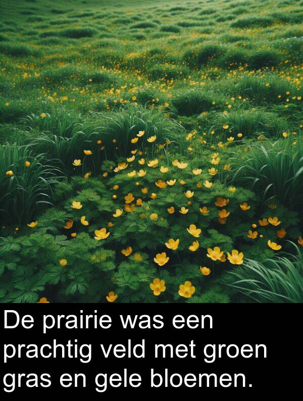 veld: De prairie was een prachtig veld met groen gras en gele bloemen.