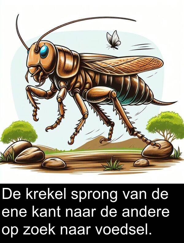 zoek: De krekel sprong van de ene kant naar de andere op zoek naar voedsel.