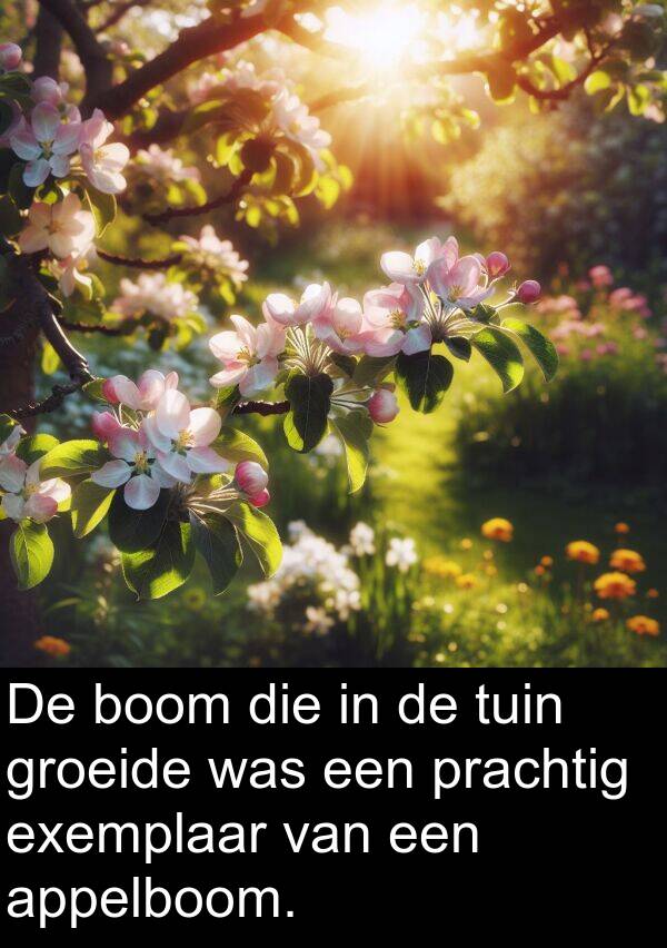 prachtig: De boom die in de tuin groeide was een prachtig exemplaar van een appelboom.