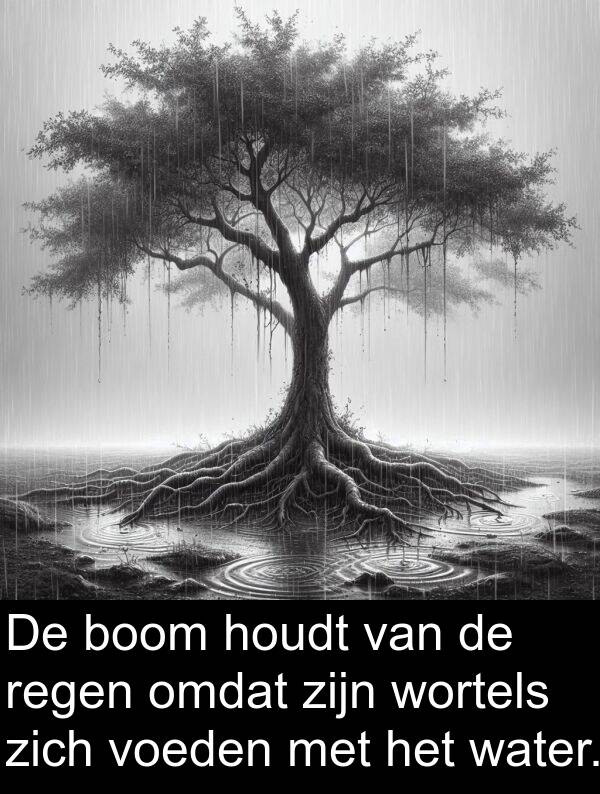 water: De boom houdt van de regen omdat zijn wortels zich voeden met het water.