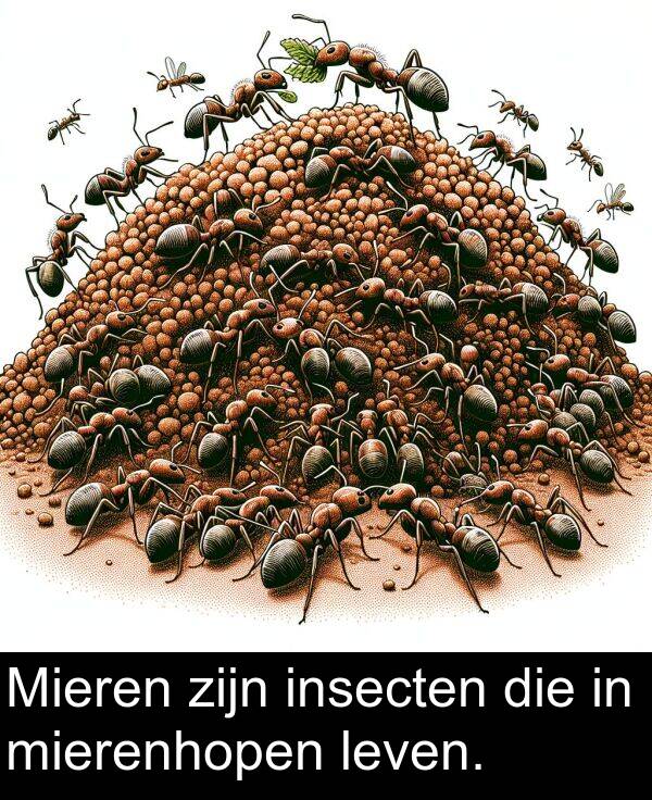 insecten: Mieren zijn insecten die in mierenhopen leven.