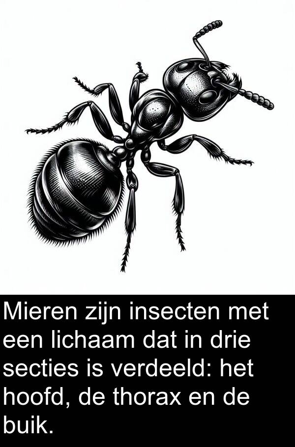 verdeeld: Mieren zijn insecten met een lichaam dat in drie secties is verdeeld: het hoofd, de thorax en de buik.