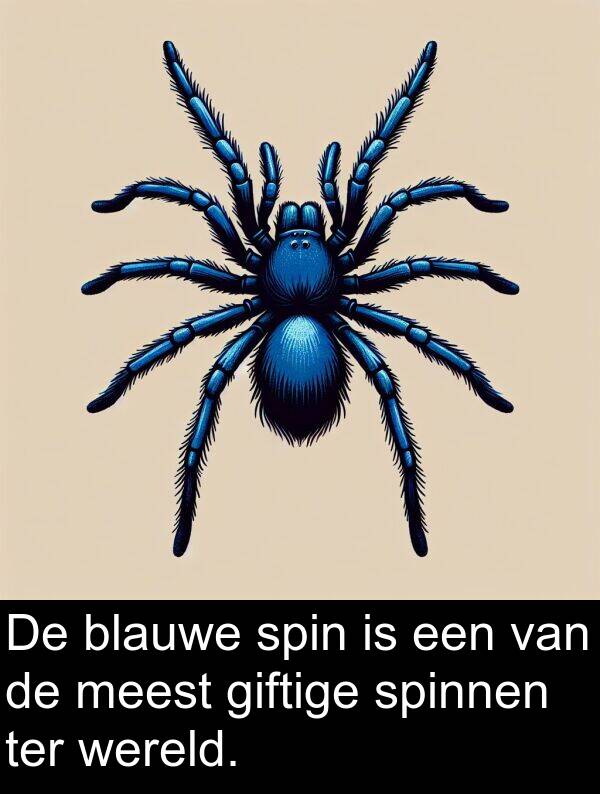 wereld: De blauwe spin is een van de meest giftige spinnen ter wereld.