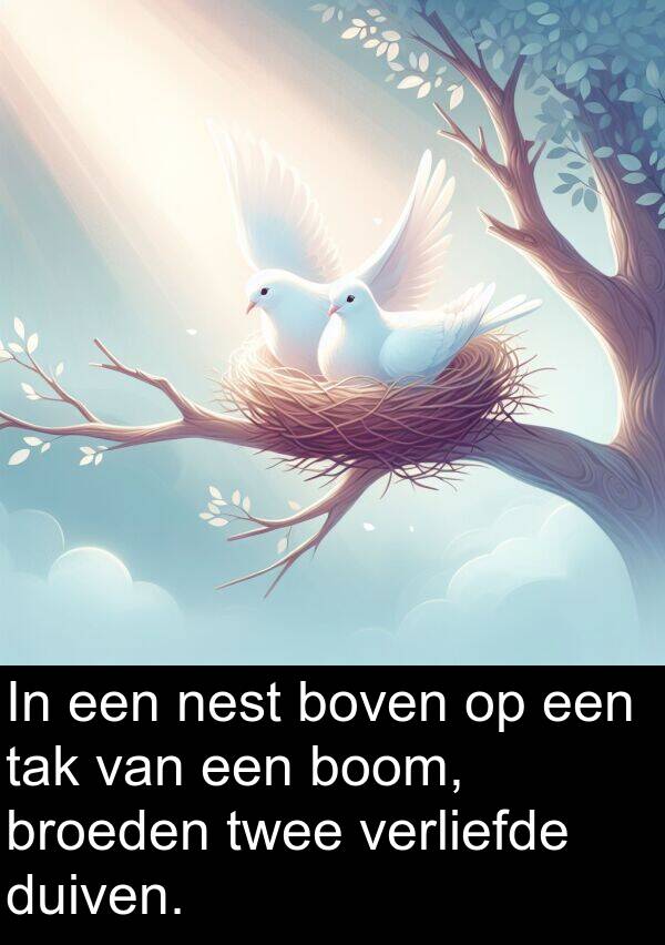 tak: In een nest boven op een tak van een boom, broeden twee verliefde duiven.