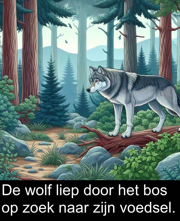 zoek: De wolf liep door het bos op zoek naar zijn voedsel.