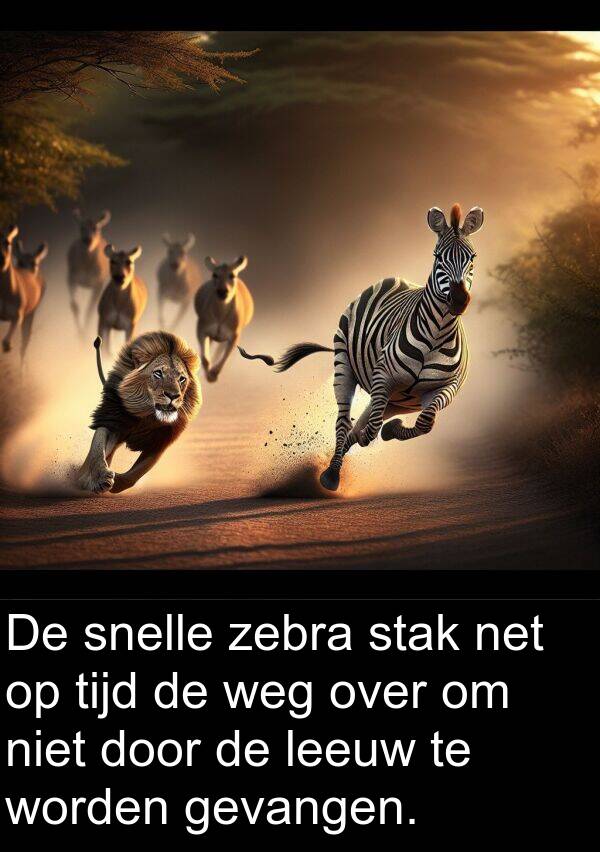 weg: De snelle zebra stak net op tijd de weg over om niet door de leeuw te worden gevangen.