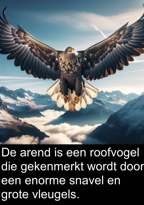 enorme: De arend is een roofvogel die gekenmerkt wordt door een enorme snavel en grote vleugels.