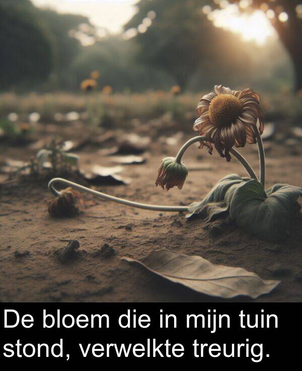 die: De bloem die in mijn tuin stond, verwelkte treurig.