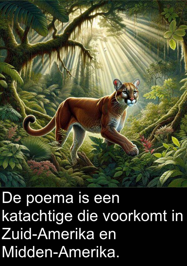 poema: De poema is een katachtige die voorkomt in Zuid-Amerika en Midden-Amerika.