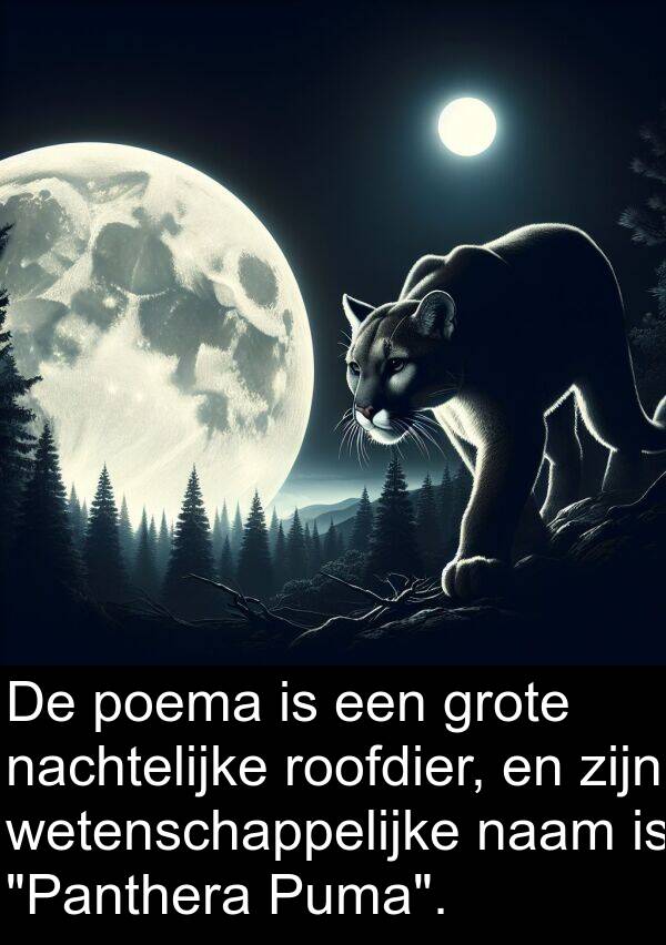 poema: De poema is een grote nachtelijke roofdier, en zijn wetenschappelijke naam is "Panthera Puma".