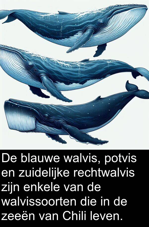 zeeën: De blauwe walvis, potvis en zuidelijke rechtwalvis zijn enkele van de walvissoorten die in de zeeën van Chili leven.