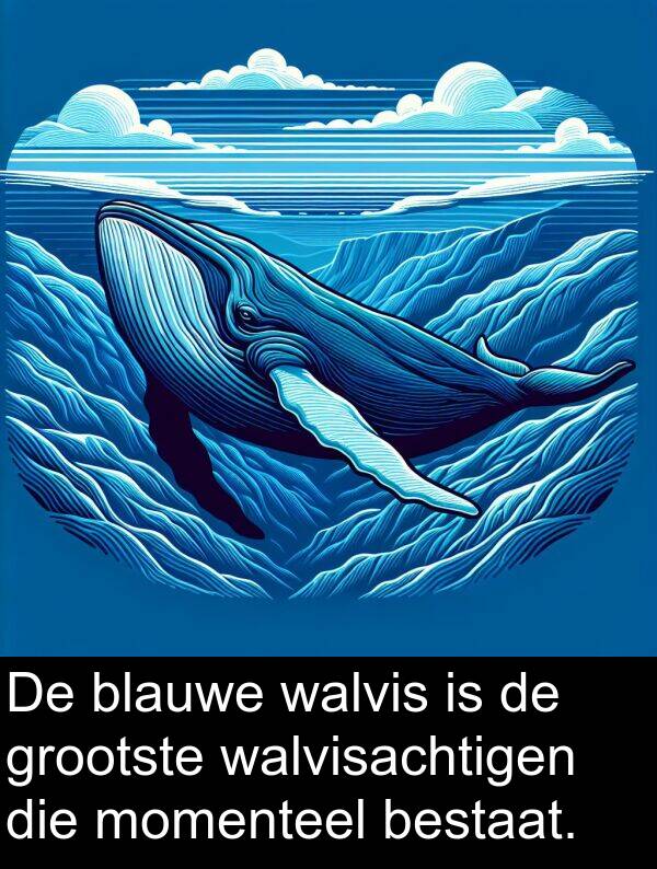 walvisachtigen: De blauwe walvis is de grootste walvisachtigen die momenteel bestaat.