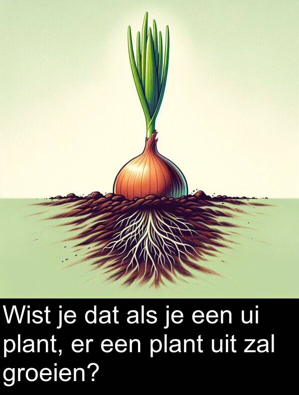 plant: Wist je dat als je een ui plant, er een plant uit zal groeien?