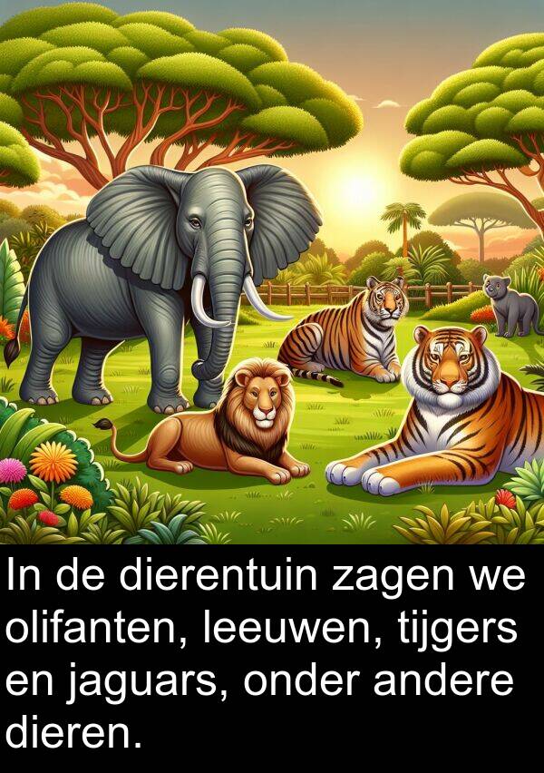 leeuwen: In de dierentuin zagen we olifanten, leeuwen, tijgers en jaguars, onder andere dieren.