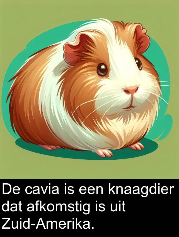 uit: De cavia is een knaagdier dat afkomstig is uit Zuid-Amerika.