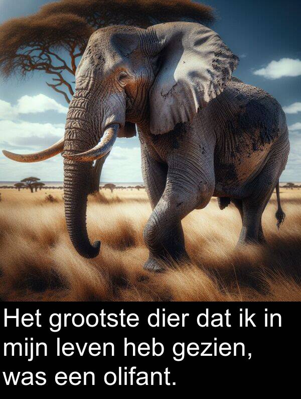 dier: Het grootste dier dat ik in mijn leven heb gezien, was een olifant.