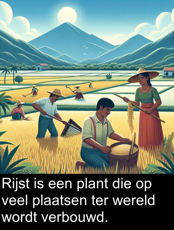 plant: Rijst is een plant die op veel plaatsen ter wereld wordt verbouwd.