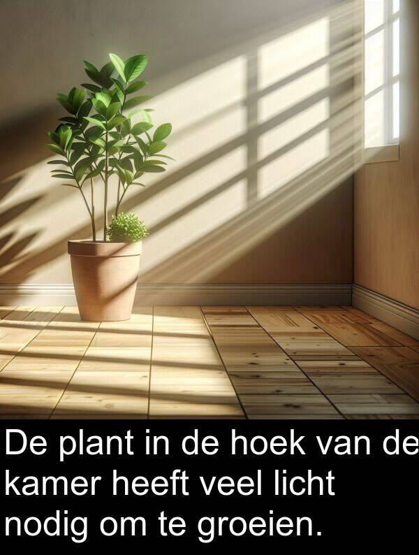 plant: De plant in de hoek van de kamer heeft veel licht nodig om te groeien.