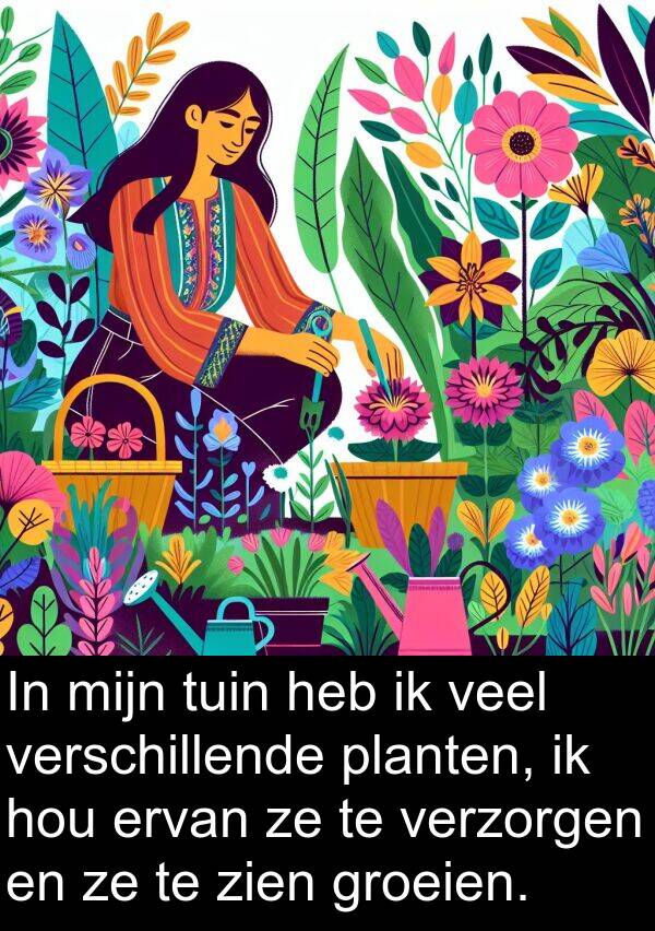 planten: In mijn tuin heb ik veel verschillende planten, ik hou ervan ze te verzorgen en ze te zien groeien.