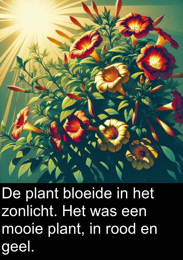 plant: De plant bloeide in het zonlicht. Het was een mooie plant, in rood en geel.